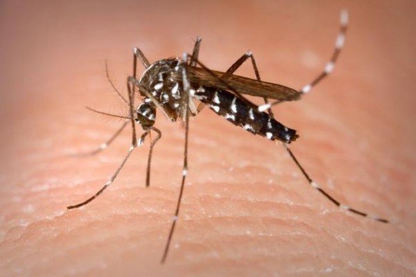 A szúnyogok által terjesztett betegségek gyakoribbá válásának okai